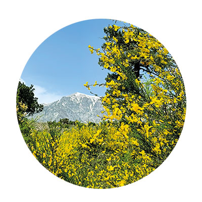 Mittagsblumen